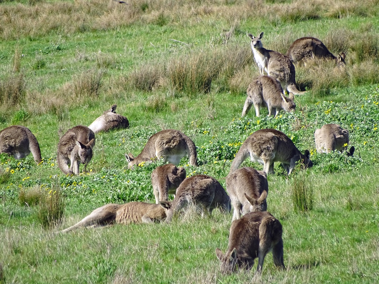 Image - kangaroo kangaroo mob