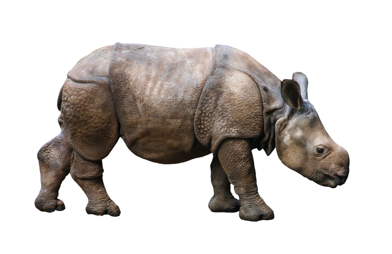 Image - animal wild animal rhino