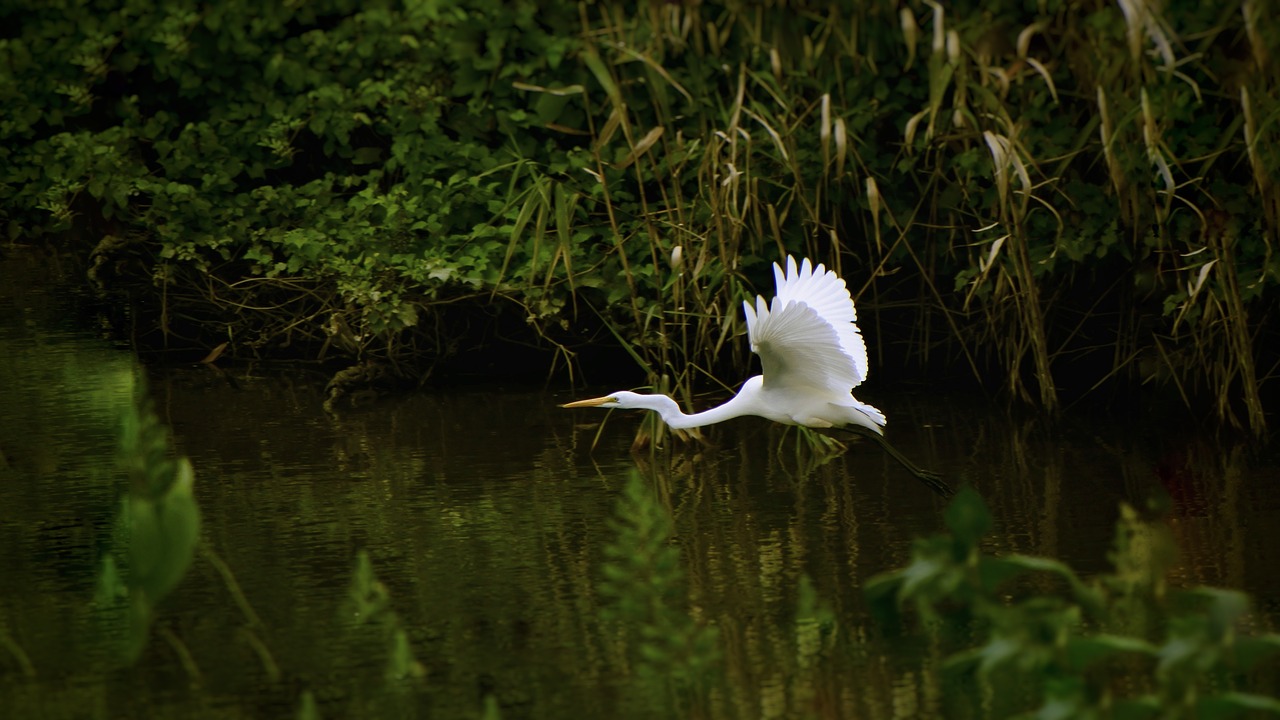 Image - animal river waterside