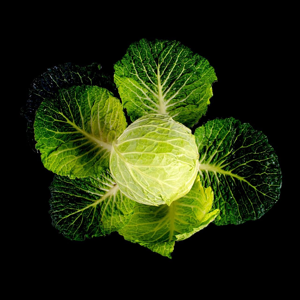 Image - kale green white plant isolated