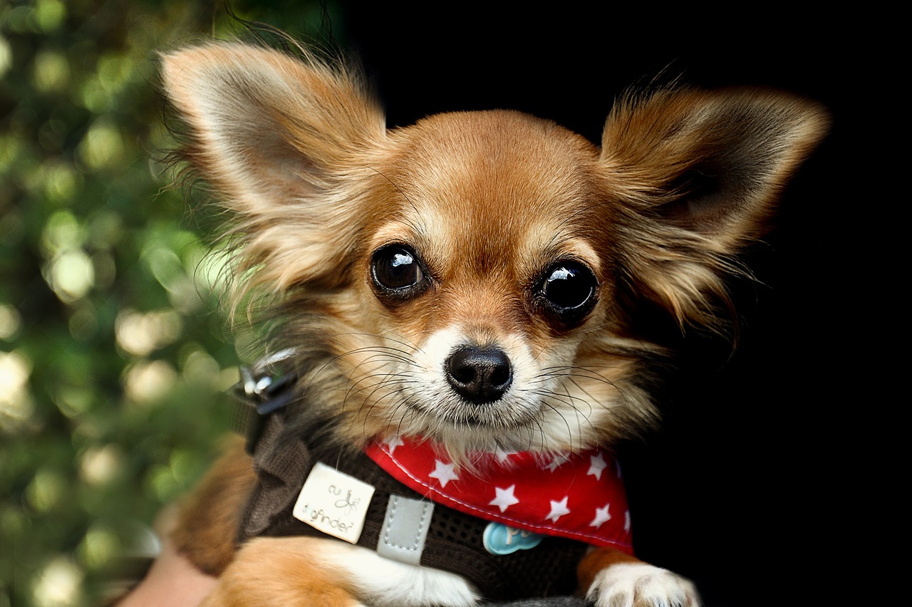 Image - chihuahua dog race animals cute