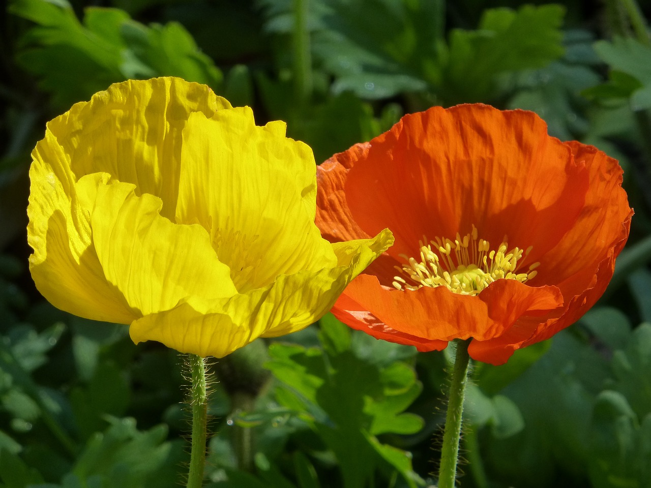 Image - poppy yellow orange summer close