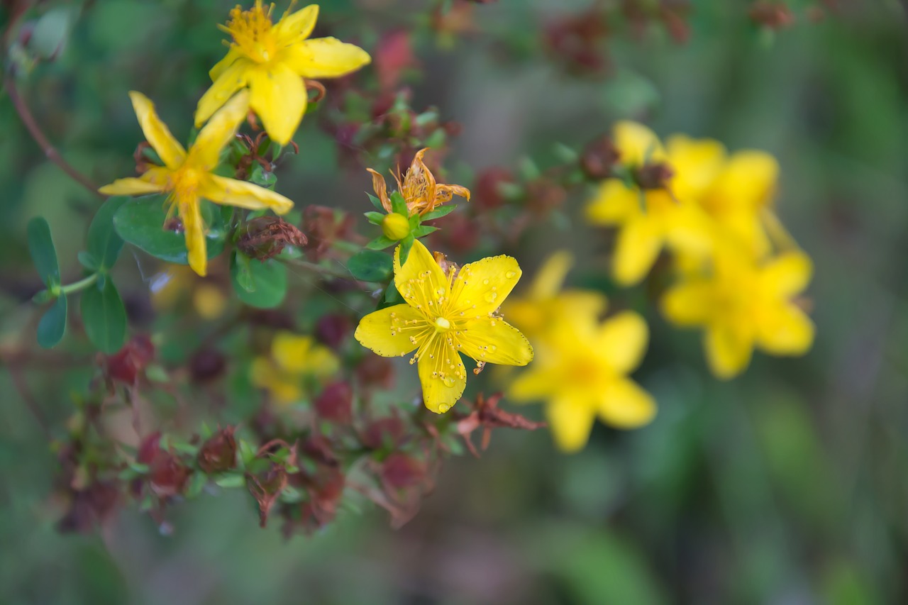 Image - plant hypericum tutsan