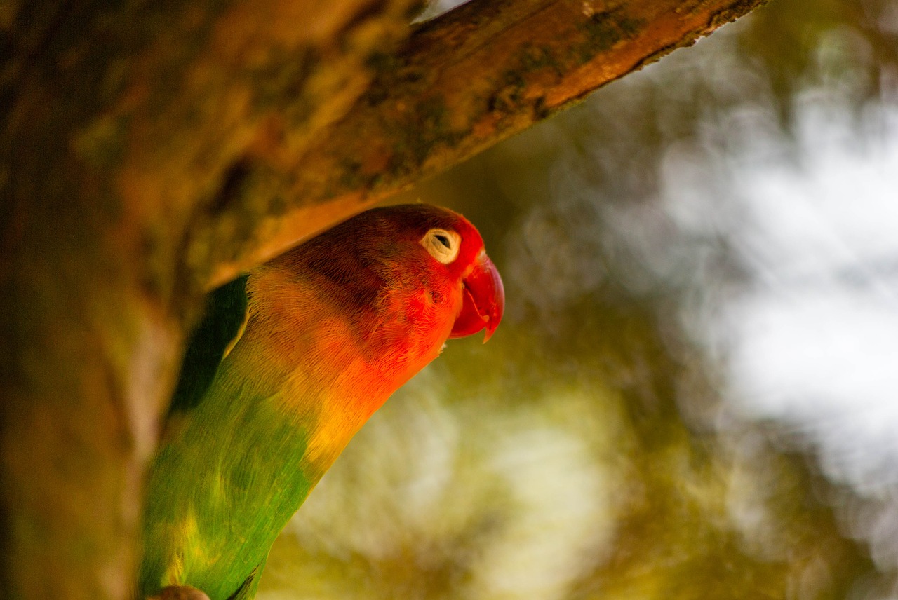 Image - bird parrot inseparable colorful