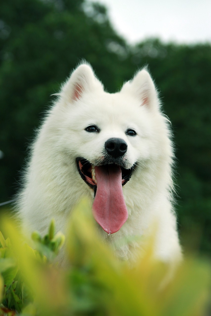 Image - samoyed pets sled dogs