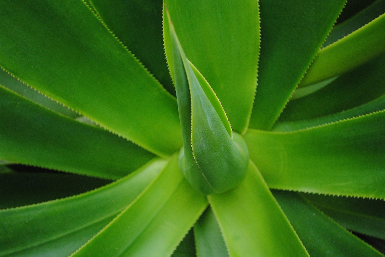 Image - green aloe folk medicine