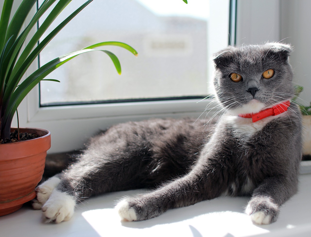 Image - cat british on the windowsill