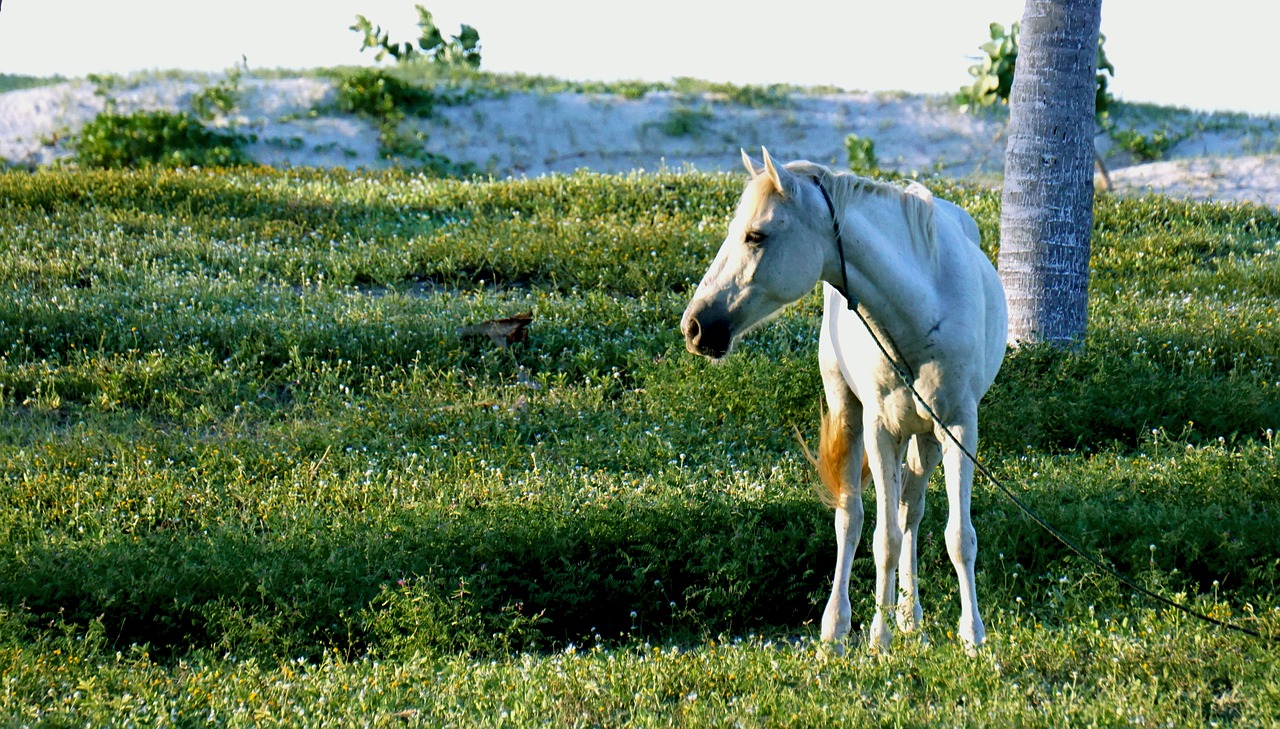 Image - vet animals horse nature