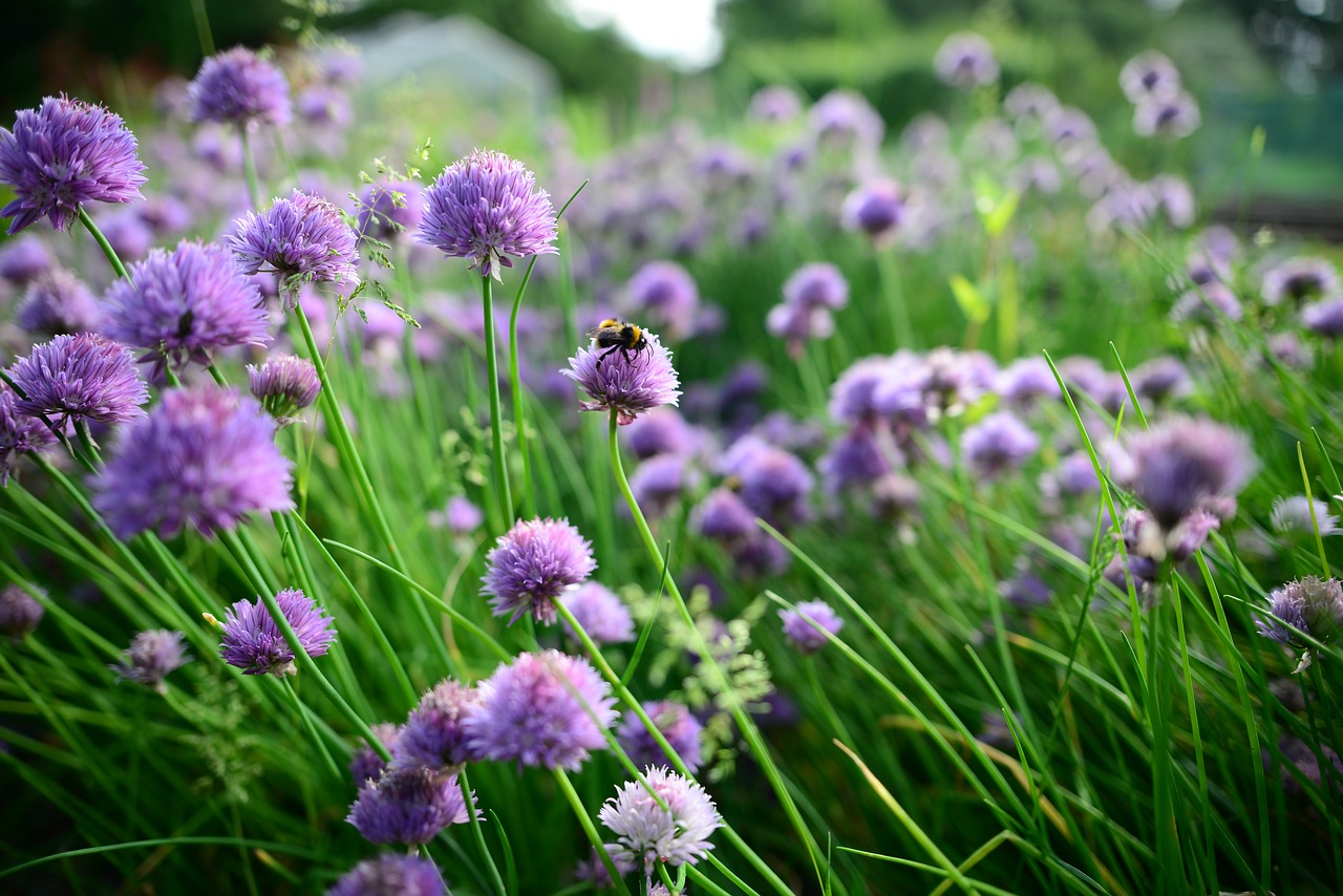 Image - spring chives bees bumble bee food