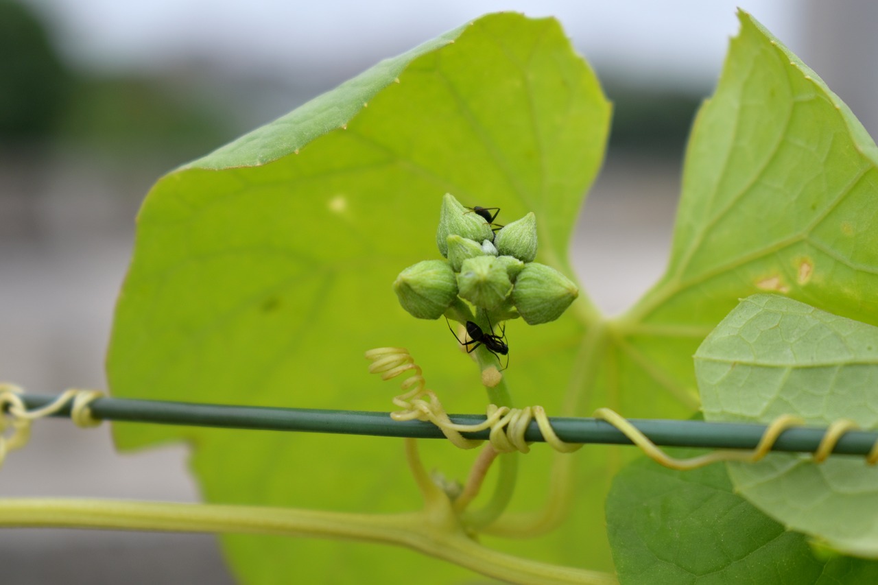 Image - ridge gourd buds ants green buds