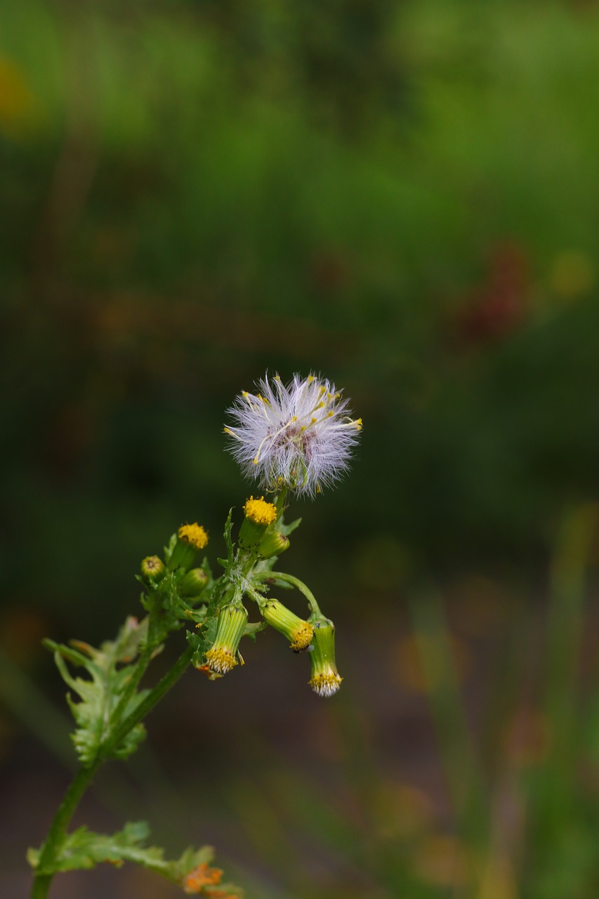 Image - dandelion flower wildflower autumn