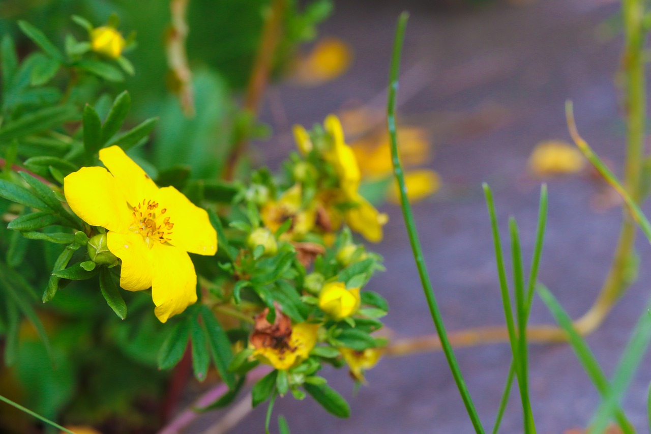 Image - flower wildflower autumn yellow