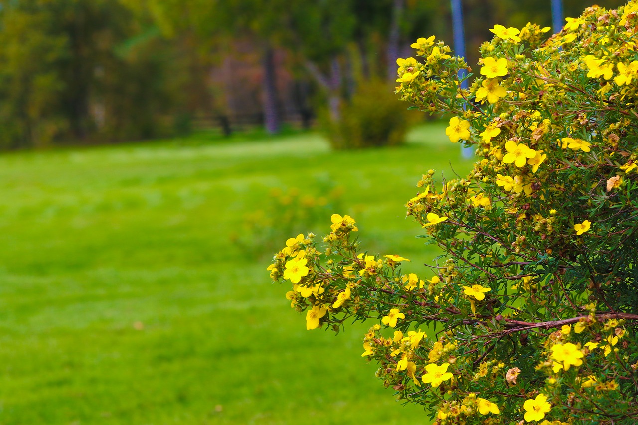 Image - flower wildflower autumn yellow