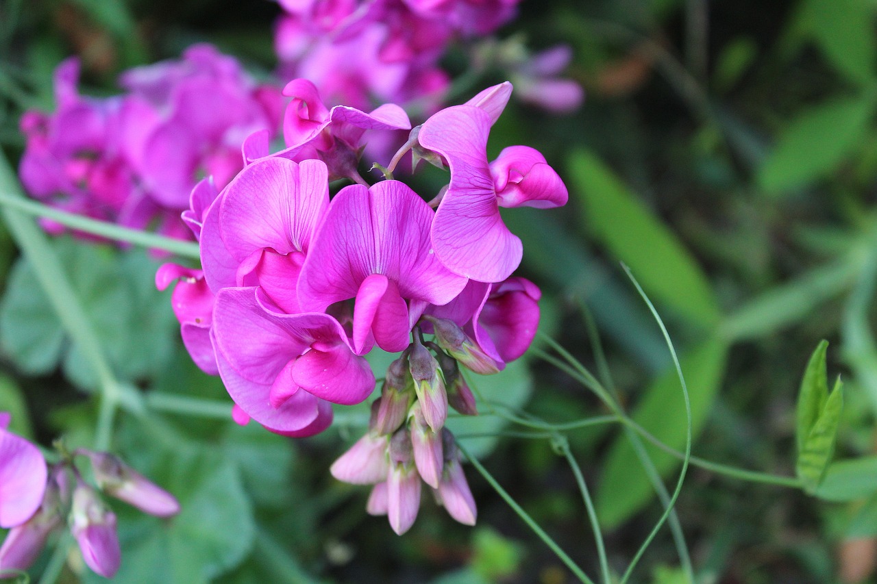 Image - sweet pea scented ornamental plants