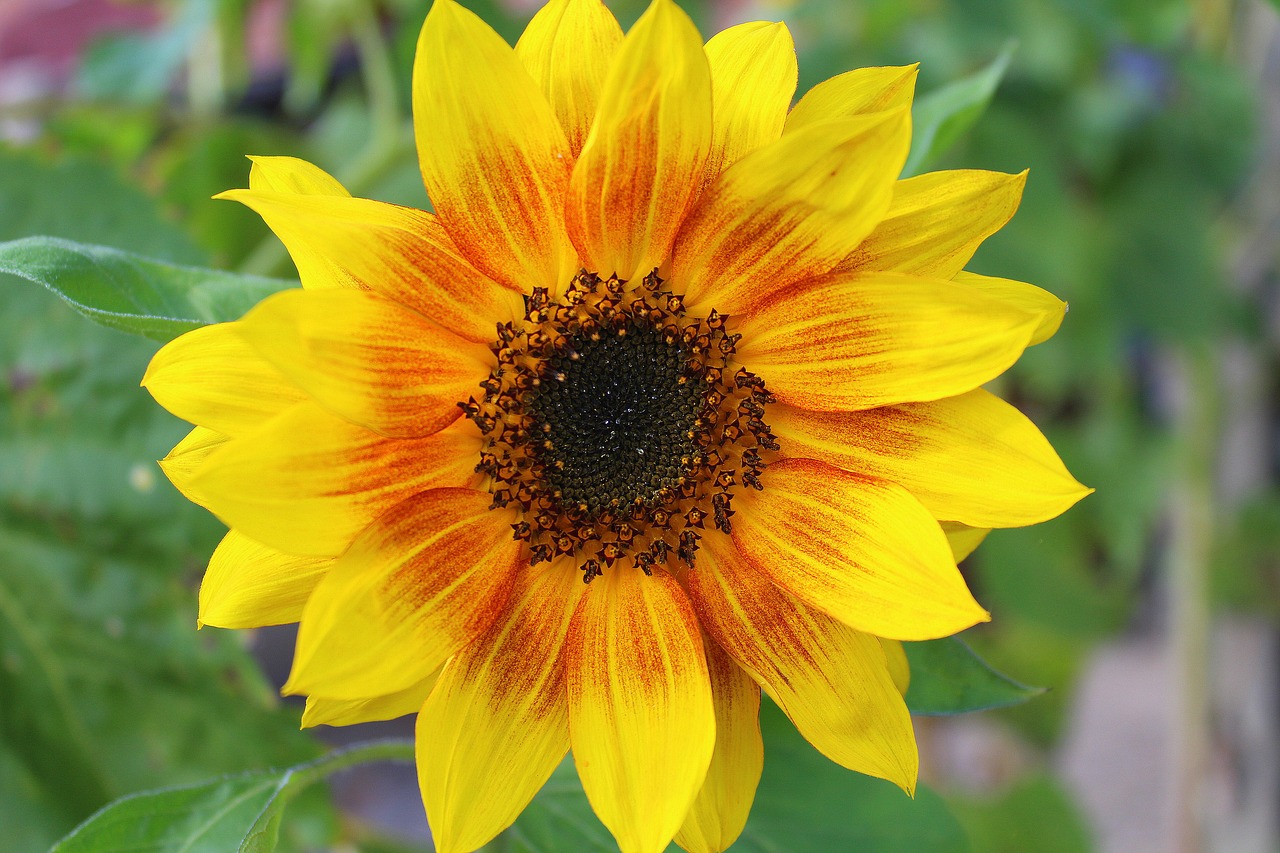 Image - ornamental sunflower garden