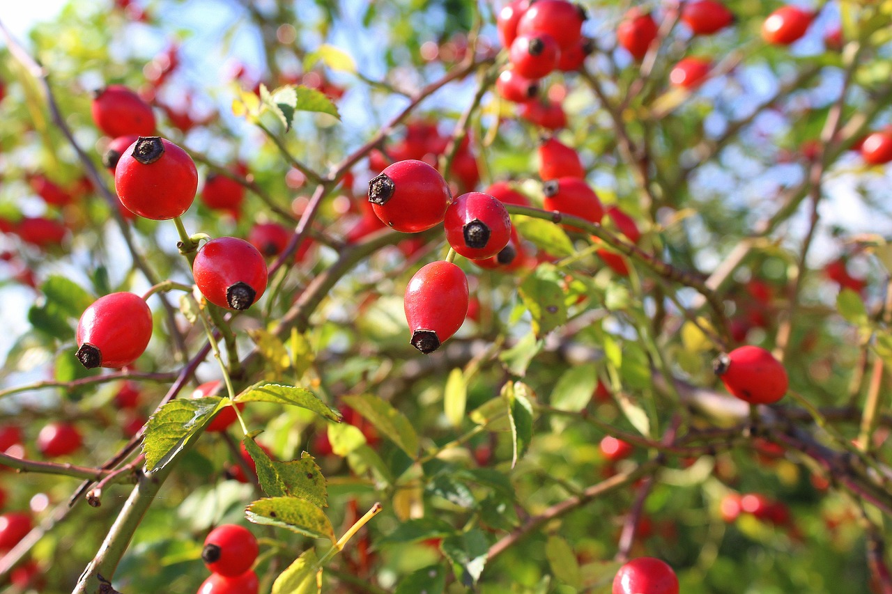 Image - bush wild rose rose hips red sprig