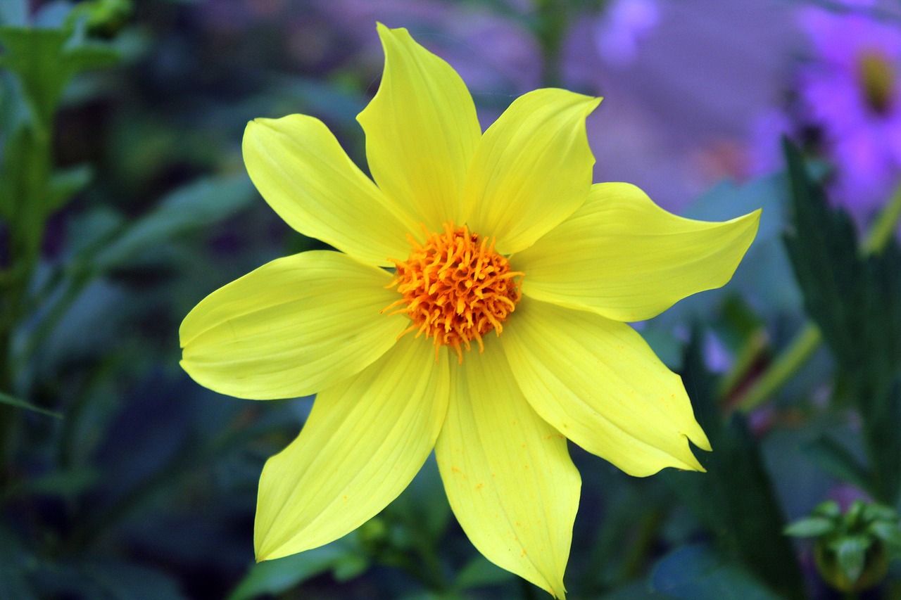 Image - dahlia mignon yellow flower garden