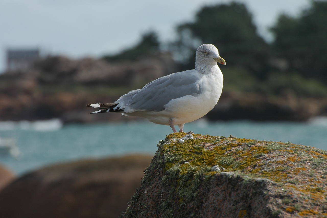 Image - seagull sea seevogel water bird