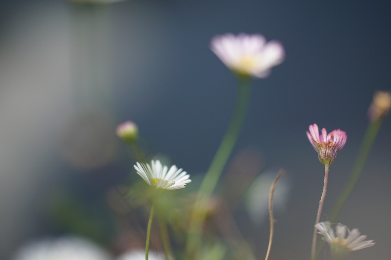 Image - flowers macro bokeh atmospheric