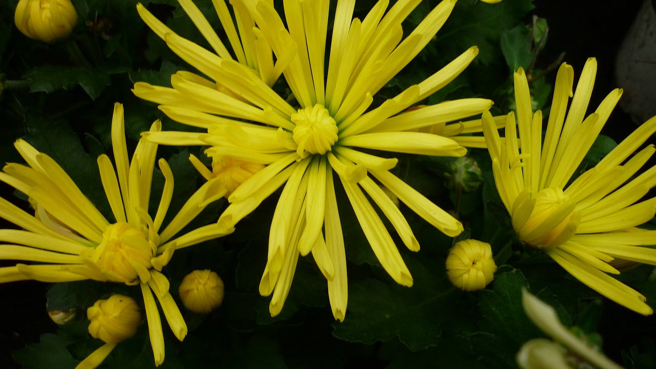 Image - aster flower yellow flowers garden