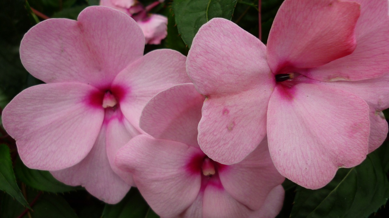 Image - phlox flower blossom bloom pink