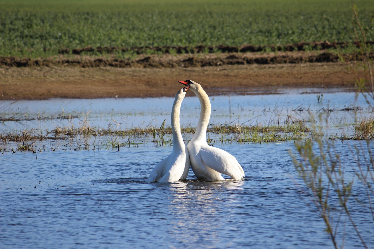 Image - swan couple love togetherness