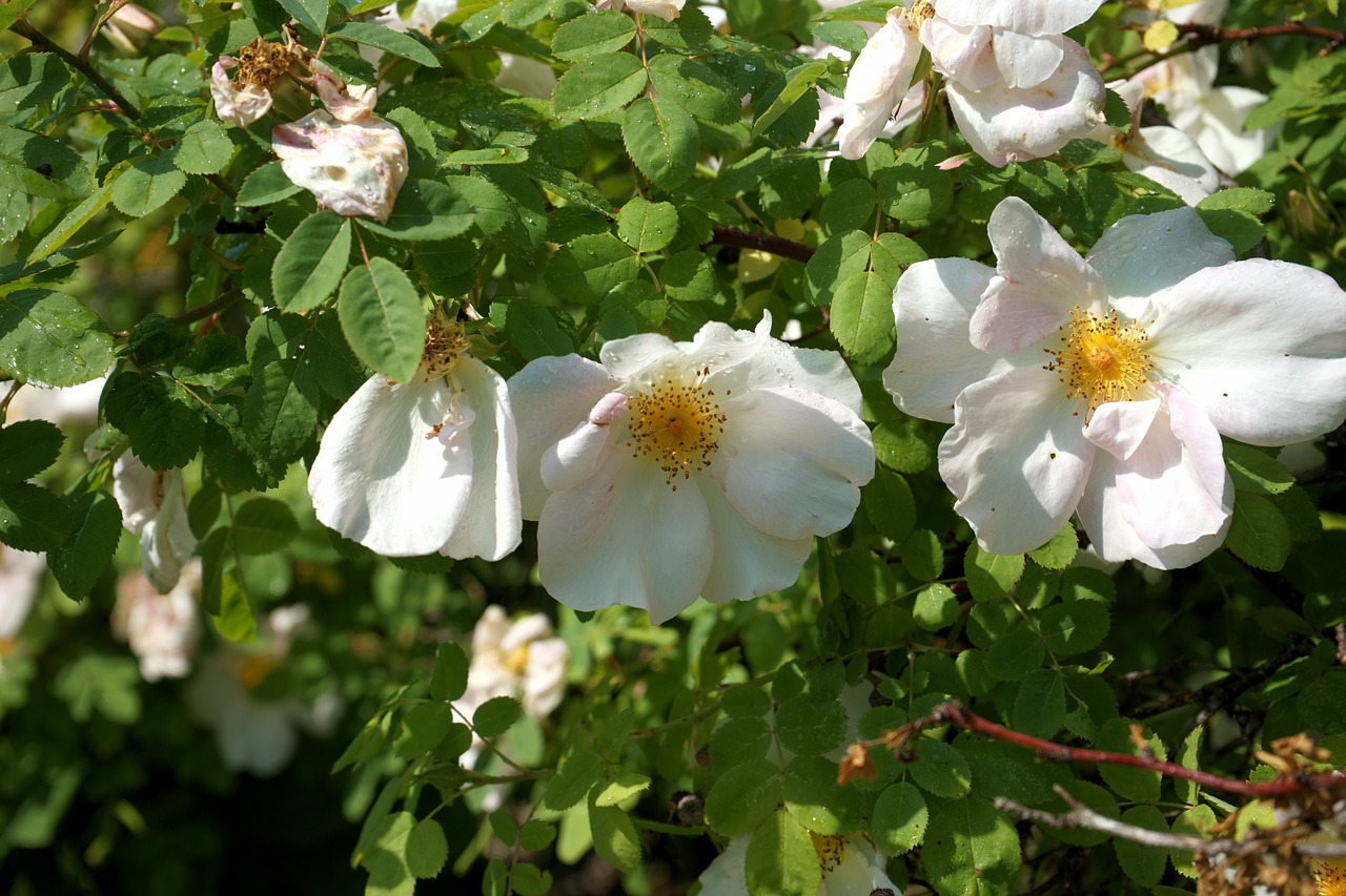 Image - shrub rose unfilled white flowers
