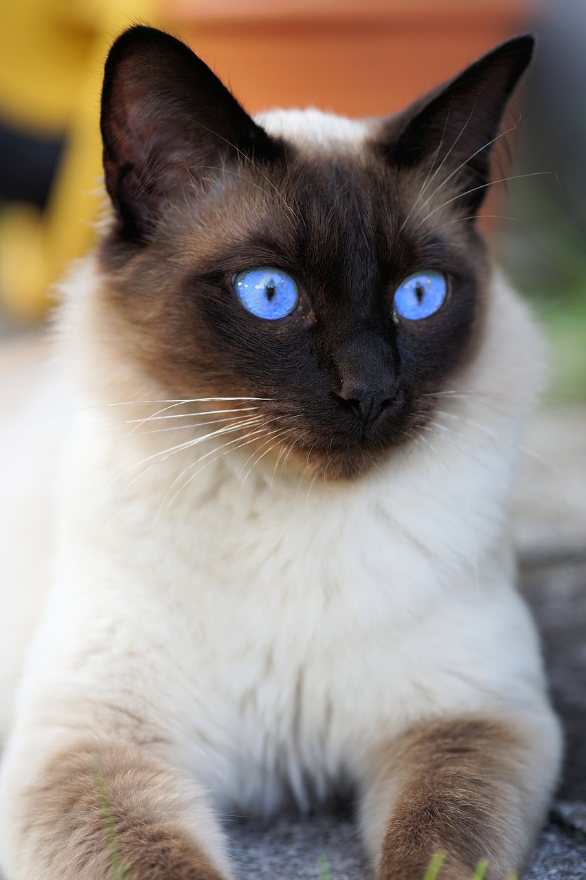 Image - siam siamese cat cat domestic cat