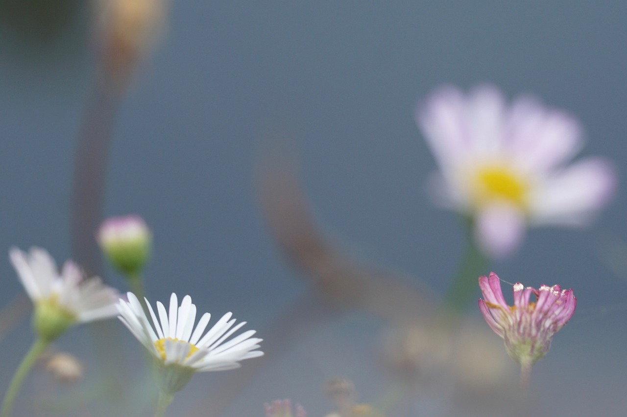 Image - flowers atmosphere bokeh