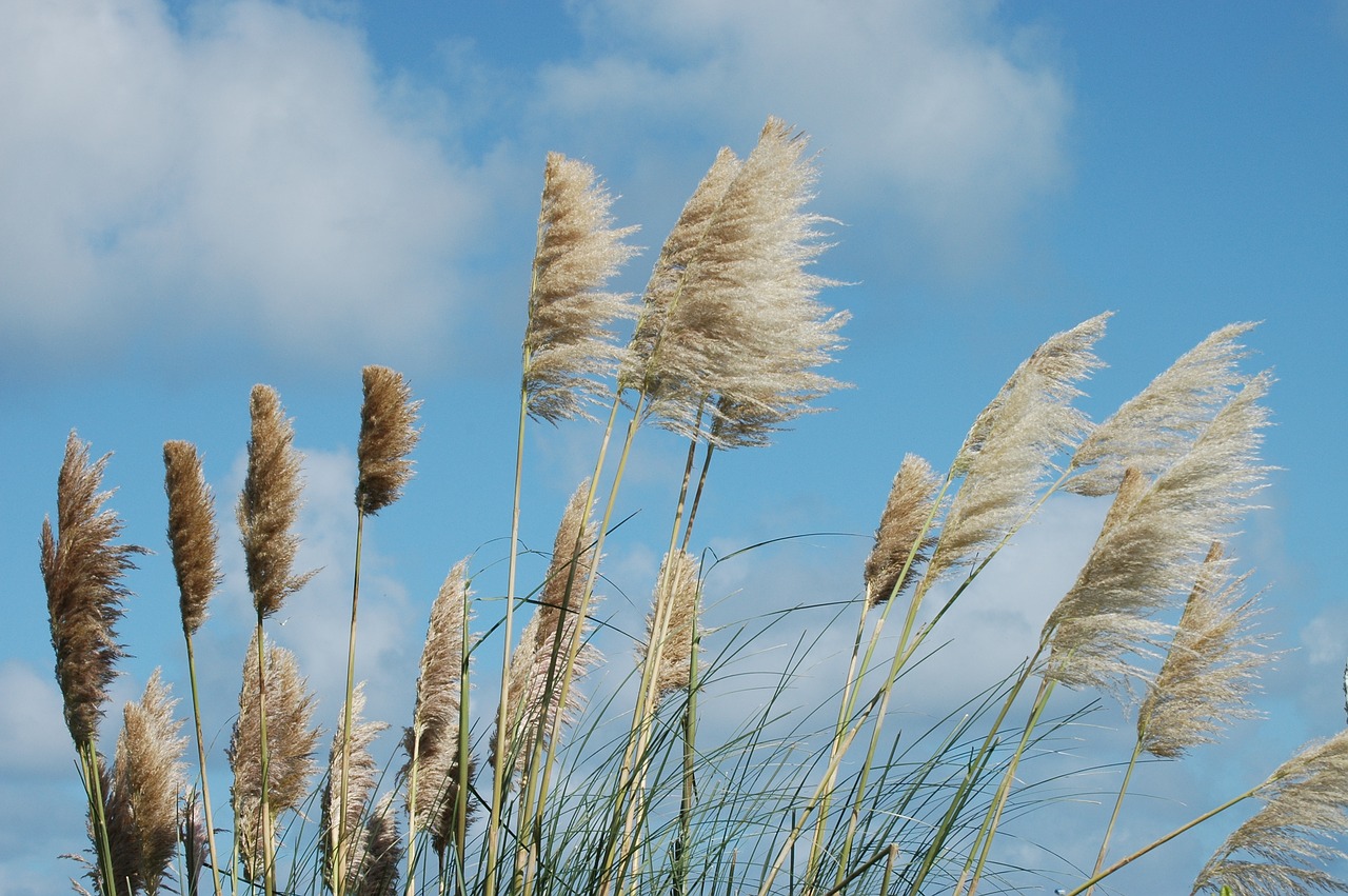 Image - reed wind nature sky clouds