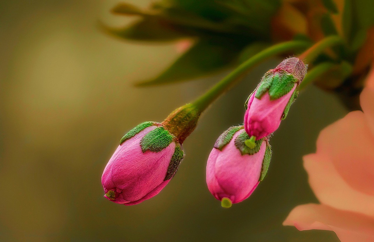 Image - flowers macro nature colors italy