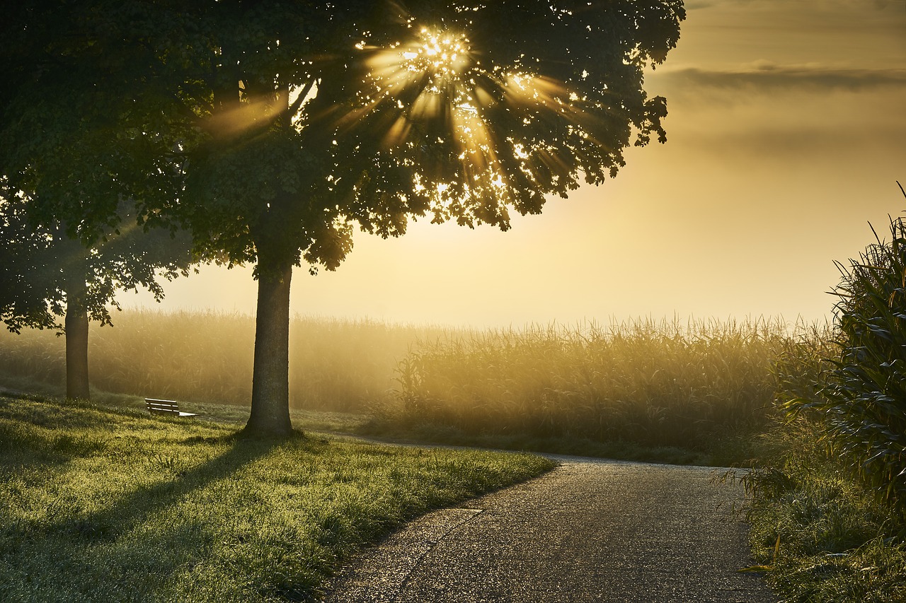 Image - fog autumn mood landscape tree