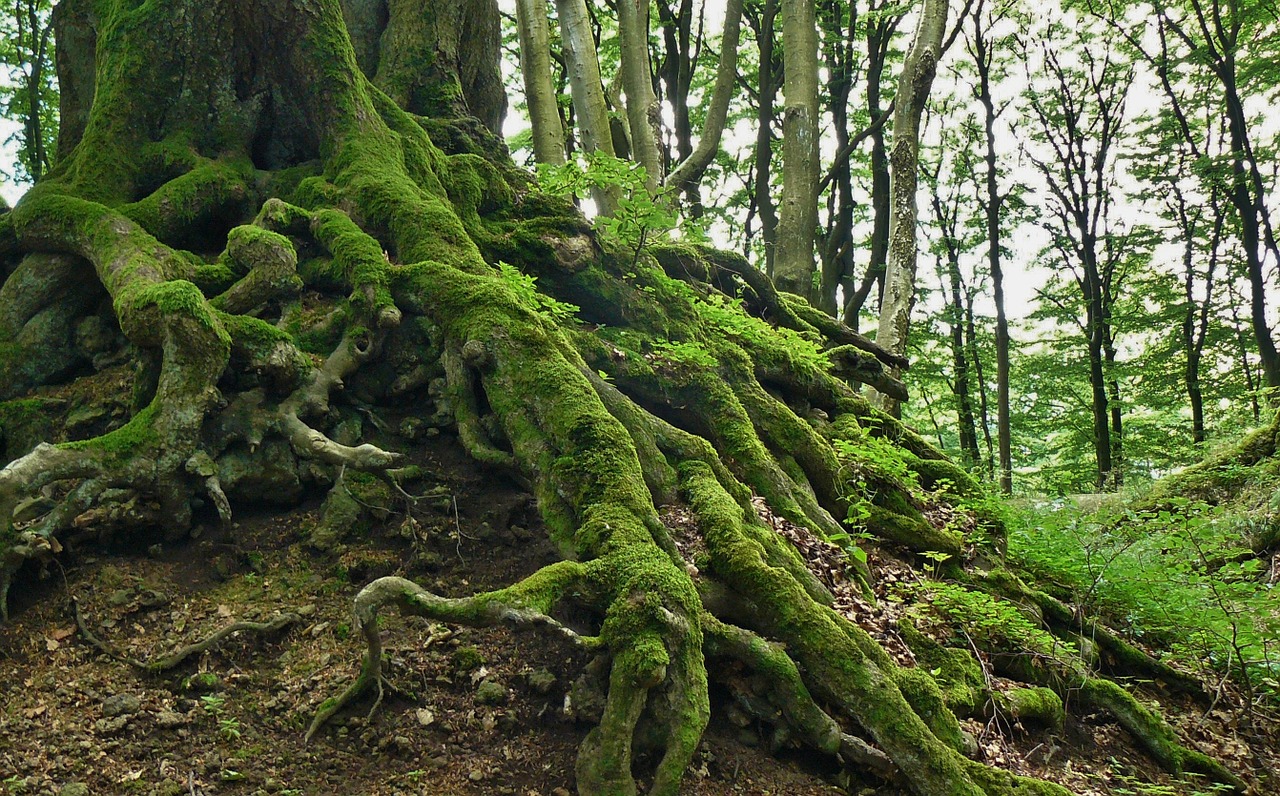 Image - root tree root tree nature log