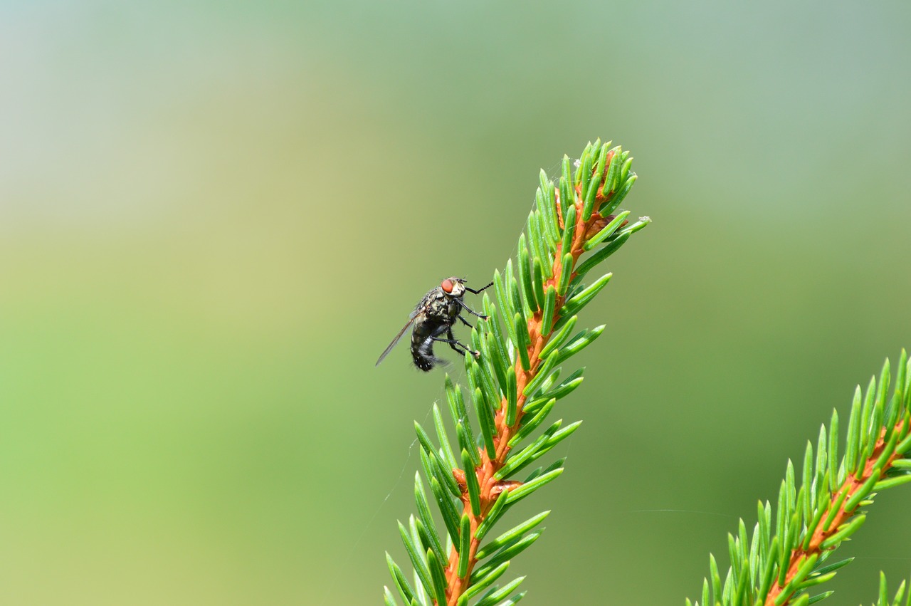 Image - fly tree forest close insect