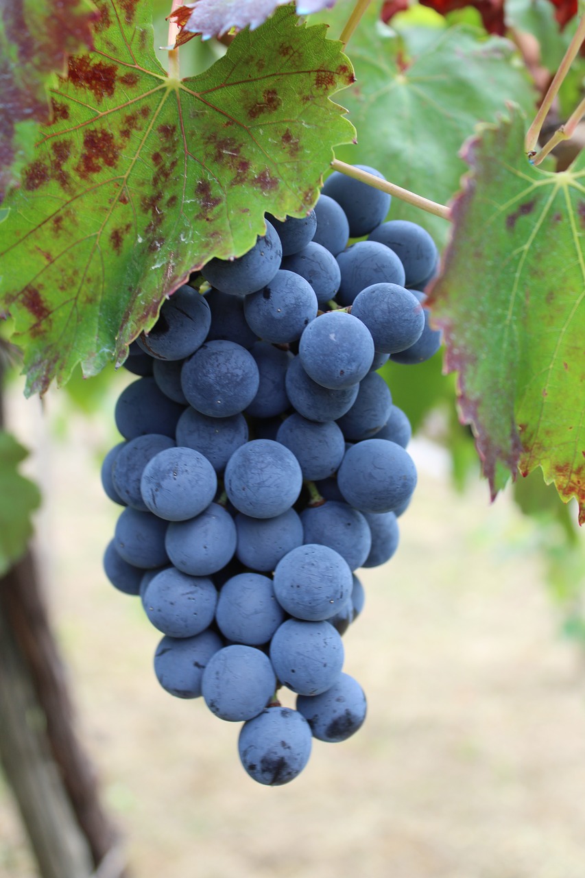 Image - grapes wine vintage screw vineyard