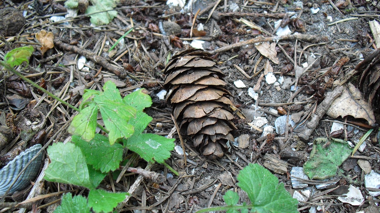 Image - pinecone autumn forest nature