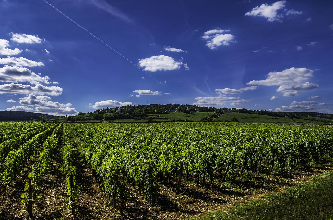 Image - vines wine vineyard blue burgundy