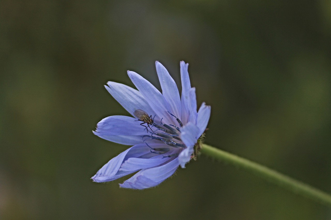 Image - chicory flower insect fly blossom