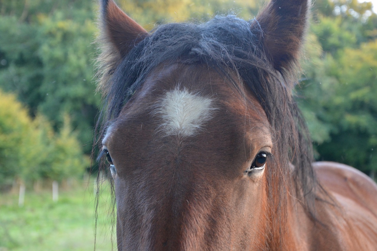 Image - horse head next to horse toupet