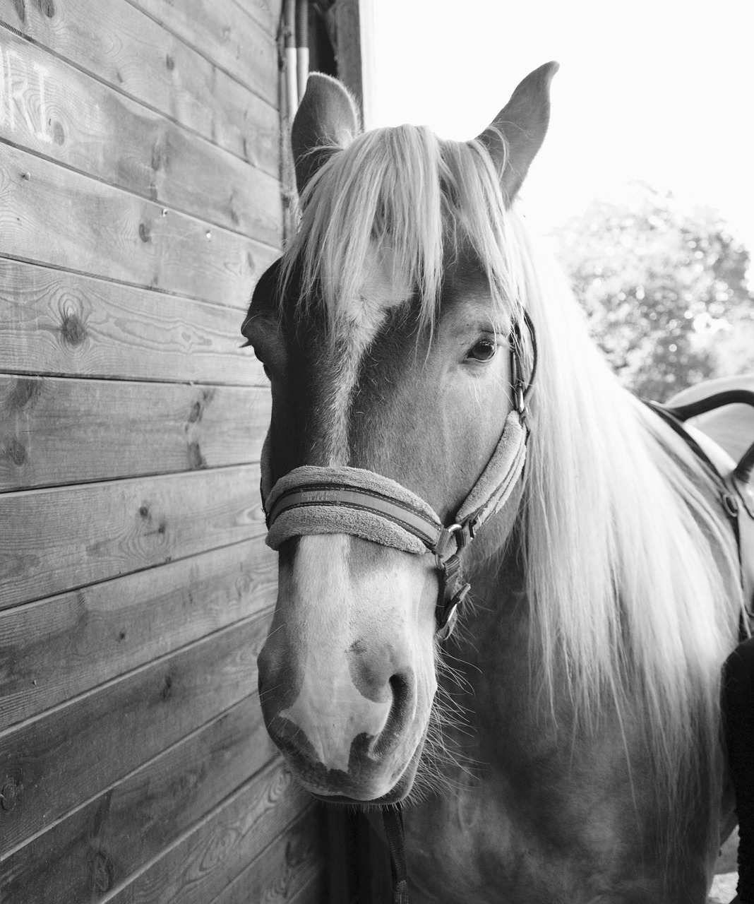 Image - horse photo black white gelding