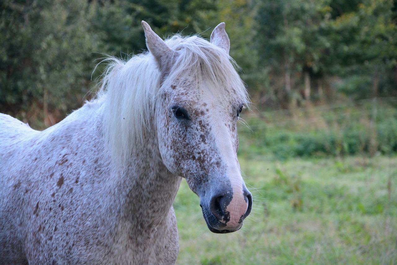 Image - horse mare white portrait head