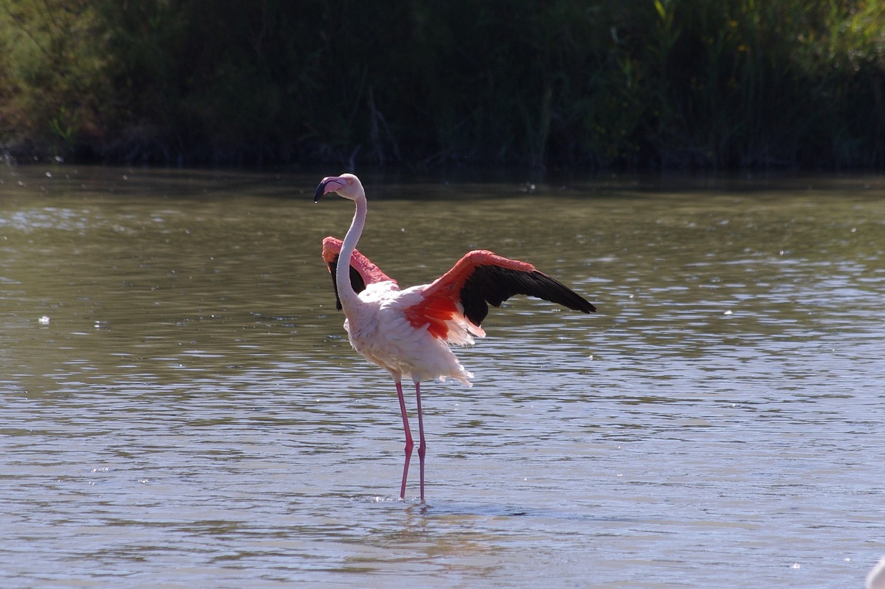 Image - birds camargue ornithology