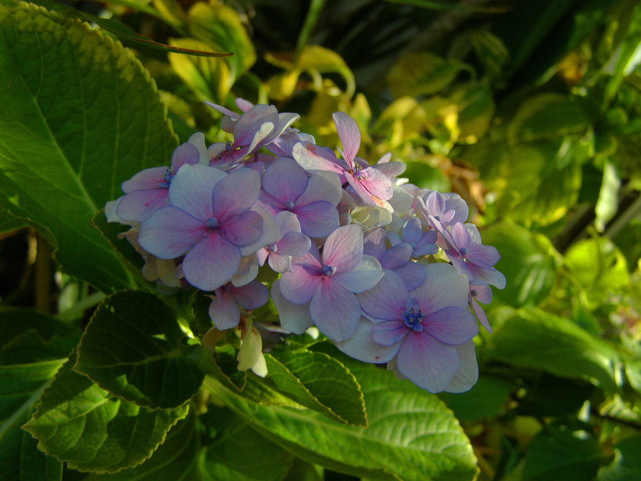 Image - hortensia flower garden spring