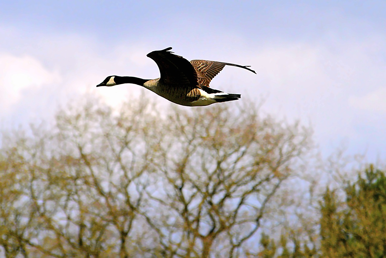 Image - canada goose goose wild goose bird