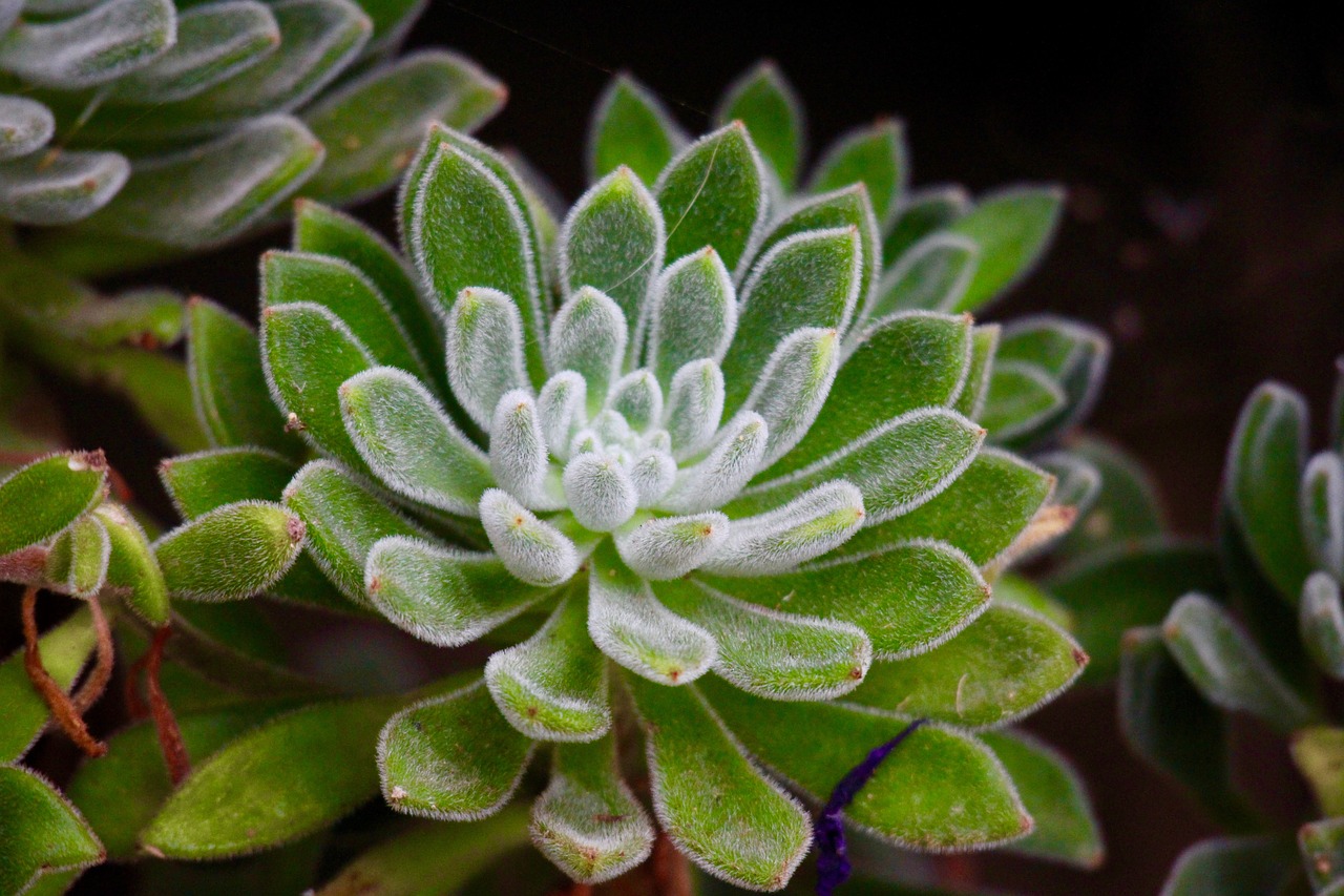 Image - succulent plant forest green garden