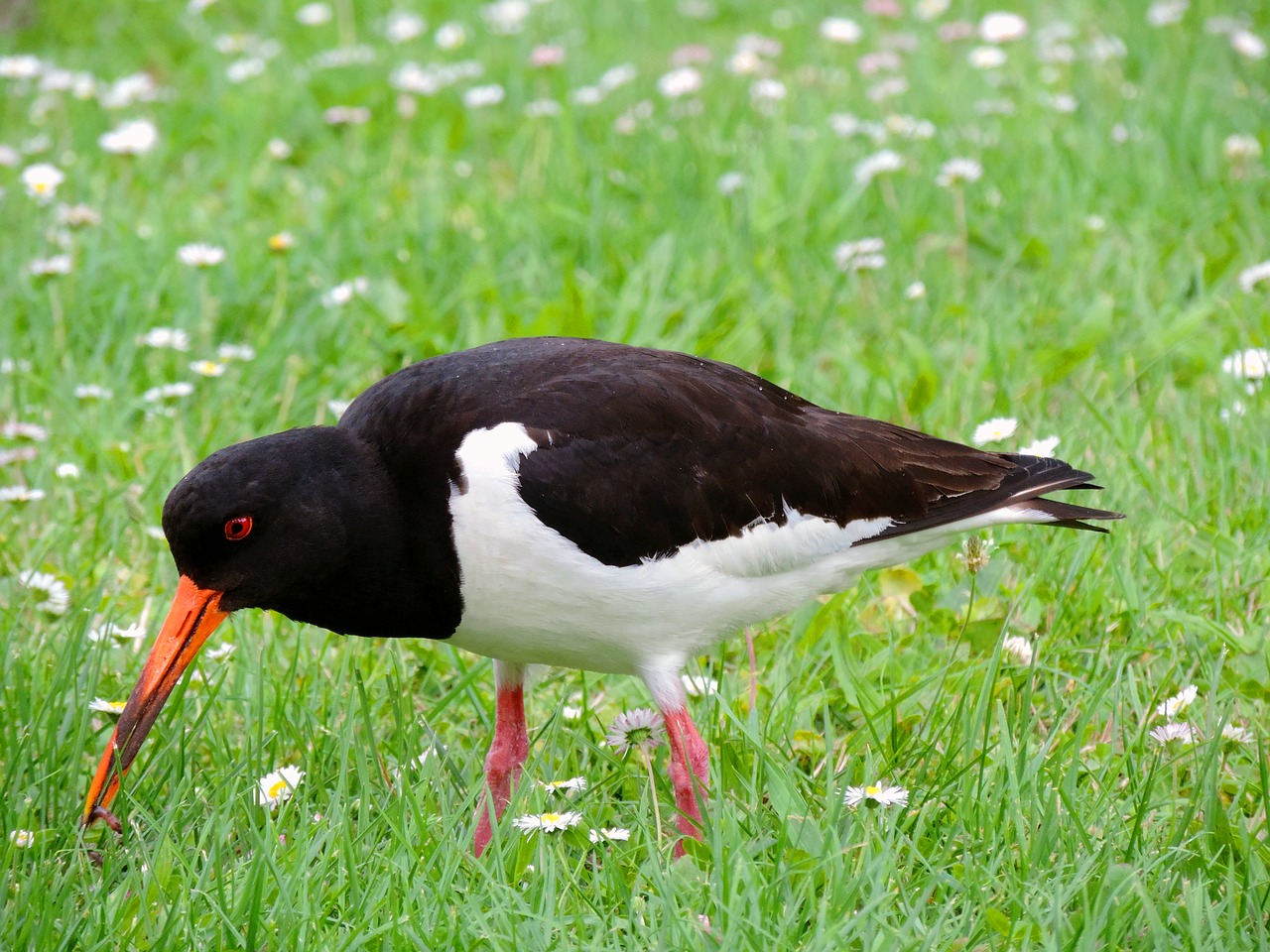 Image - oystercatcher watt bird water bird