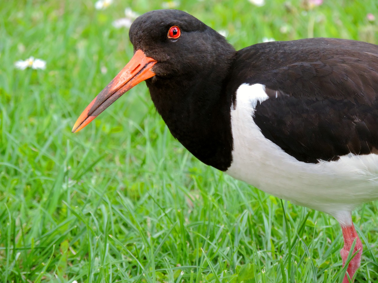 Image - oystercatcher watt birds seevogel