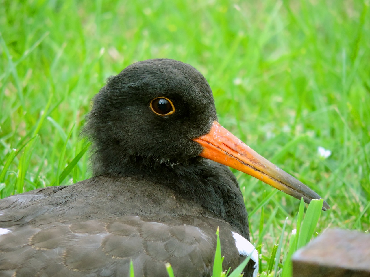 Image - oystercatcher young bird watt bird