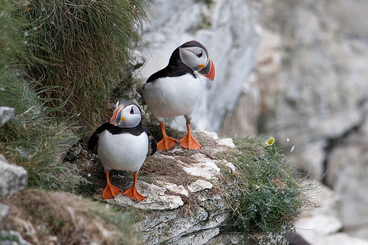 Image - puffins nature seabird
