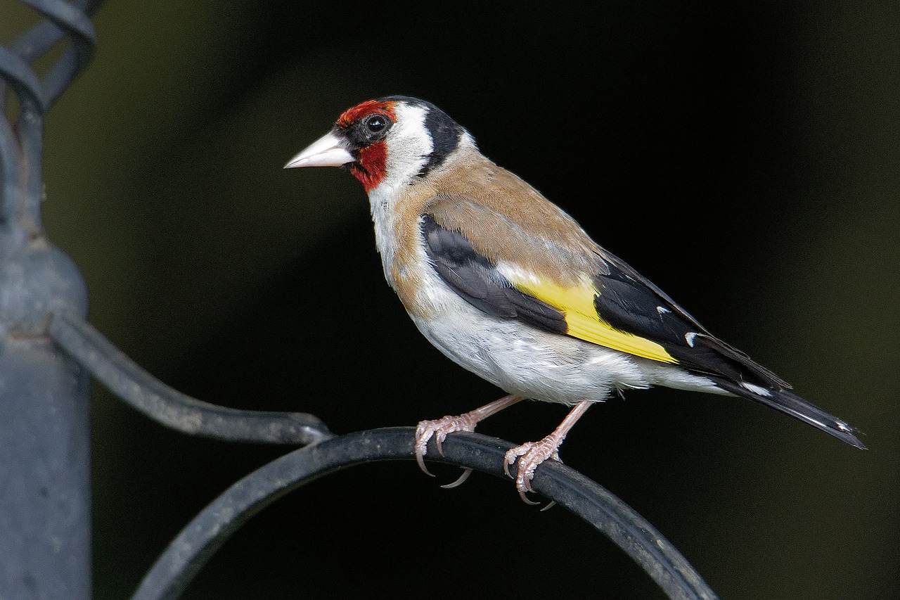 Image - goldfinch wildlife bird